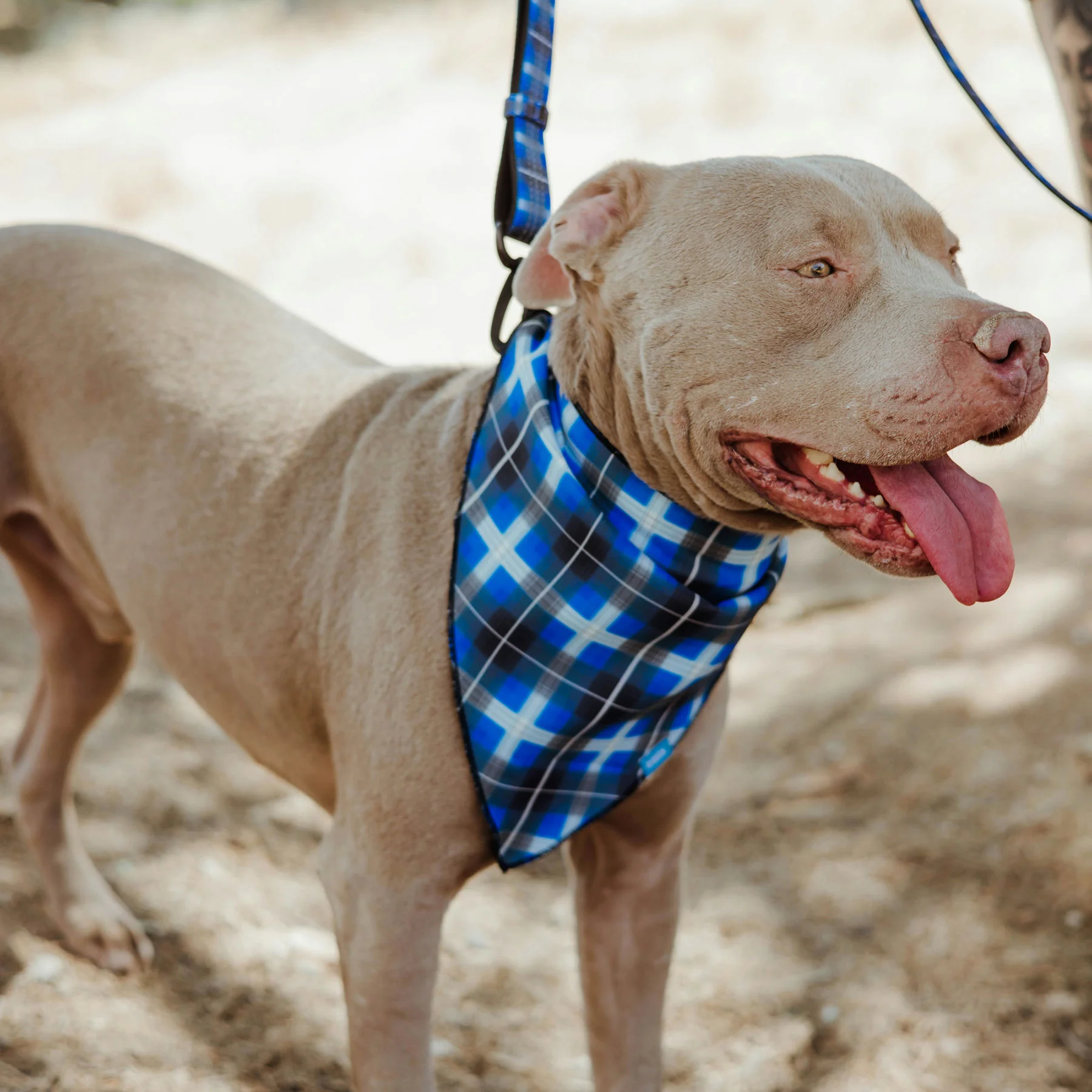Dixxon Dog Bandana - Aruba