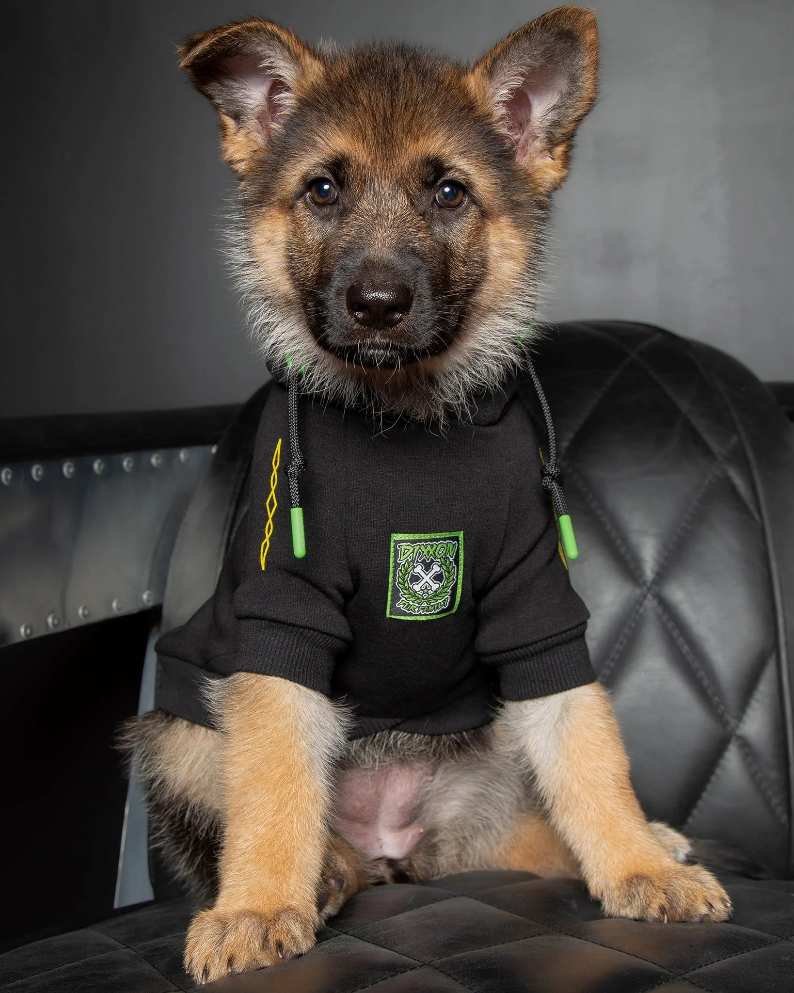 Perro Pinstripe Dog Hoodie - Image 2